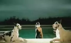 Nhiều người đã thủ thuật riêng của họ về phim sẽ nhât ban vấn đề này, và các cô gái trong các video chỉ cần mặc đồ lót khiêu dâm, để lại gần như toàn bộ cơ thể mở, với một túi màu hồng trên âm hộ của cô. Nó được trong túi của cậu bé tay đến đầu tiên, và sau đó là môi trên ngực của mình . nói chung, nó bắt đầu!